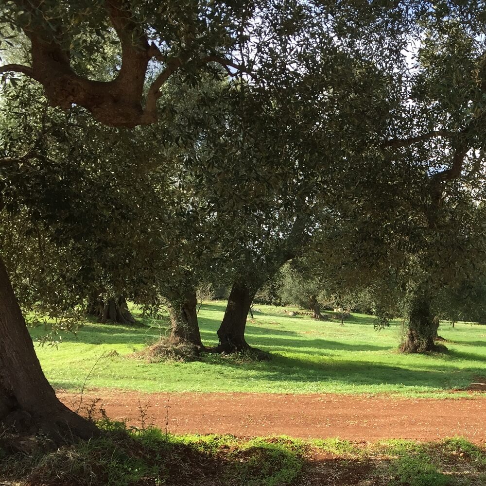 ulivo essenza di puglia1 ulivo essenza di puglia1