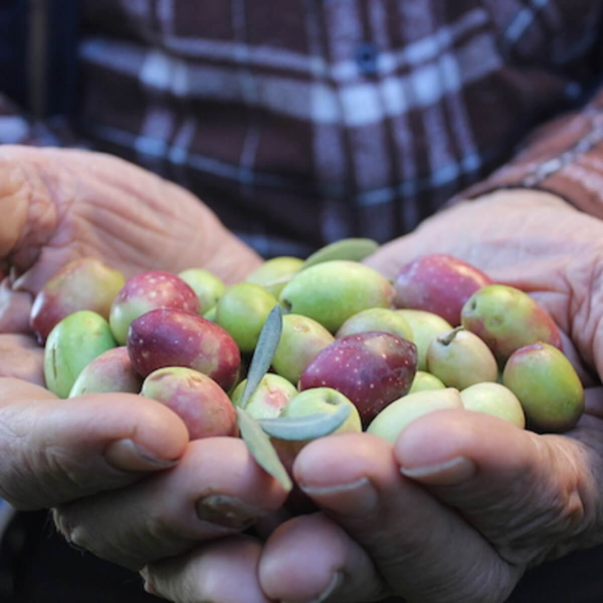 olive lapoc lydoil olive lapoc lydoil